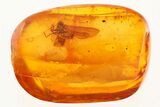 Fossil Winged Insect In Baltic Amber #272155-1